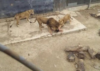 Η ΣΟΚΑΡΙΣΤΙΚΗ Στιγμή που ένας 20χρονος πηδάει Γυμν0ς στο Κλουβί με τα Λιοντάρια! [ΣΚΛΗΡΕΣ ΕΙΚΟΝΕΣ]