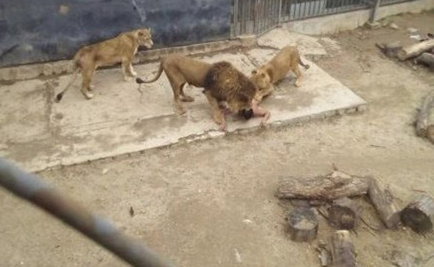 Η ΣΟΚΑΡΙΣΤΙΚΗ Στιγμή που ένας 20χρονος πηδάει Γυμν0ς στο Κλουβί με τα Λιοντάρια! [ΣΚΛΗΡΕΣ ΕΙΚΟΝΕΣ]