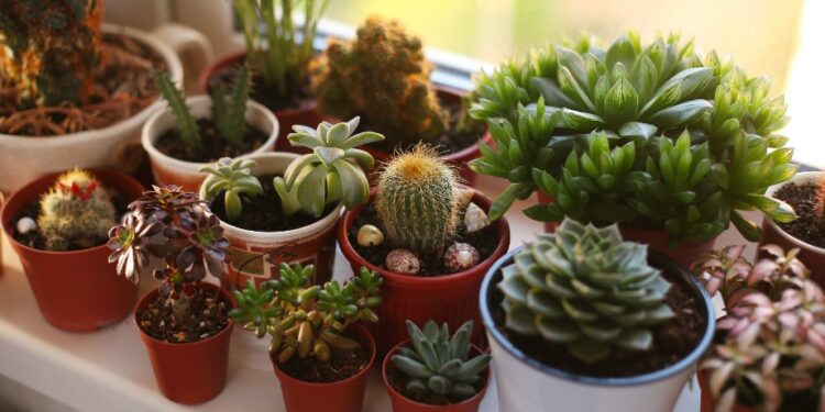 Πετάξτε τα αμέσως! Αυτά είναι τα πιο γρουσούζικα πράγματα που έχετε στο σπίτι σας!