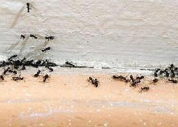 Το κόλπο για να εξαφανιστούν τα μυρμήγκια από το σπίτι