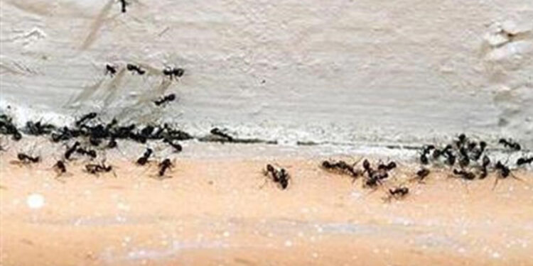 Το κόλπο για να εξαφανιστούν τα μυρμήγκια από το σπίτι