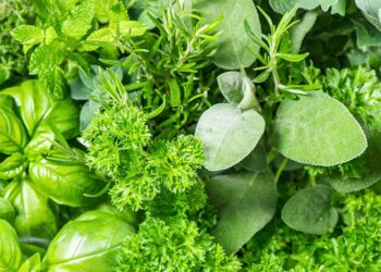 Το ελληνικό “Μαγικό” βότανο που προστατεύει από καρκίνο και διαβήτη