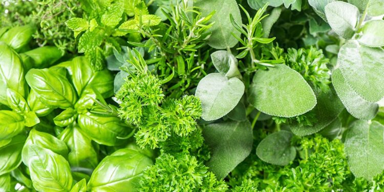 Το ελληνικό “Μαγικό” βότανο που προστατεύει από καρκίνο και διαβήτη