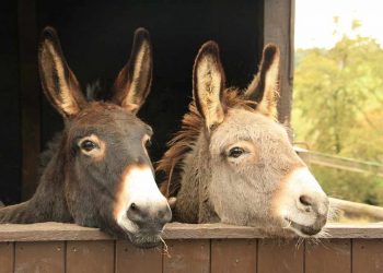 γαϊδουράκια-gaidourakia