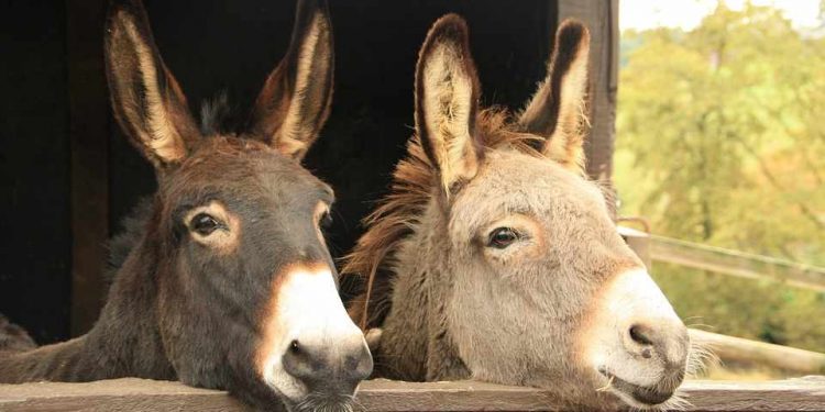 Alldaynews.gr γαϊδουράκια-gaidourakia