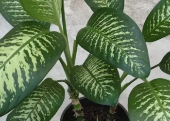 Πασίγνωστο φυτό μπορεί να προκαλέσει τοξική δηλητηρίαση