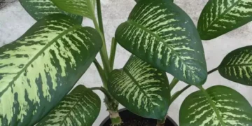 Πασίγνωστο φυτό μπορεί να προκαλέσει τοξική δηλητηρίαση