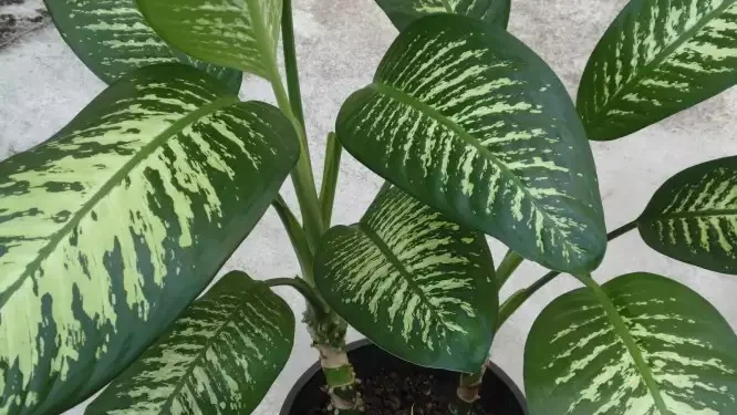 Πασίγνωστο φυτό μπορεί να προκαλέσει τοξική δηλητηρίαση