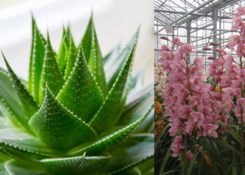 12 φυτά που δίνουν θετική ενέργεια στο σπίτι σας!! Φωτογραφίες