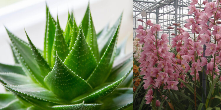 12 φυτά που δίνουν θετική ενέργεια στο σπίτι σας!! Φωτογραφίες