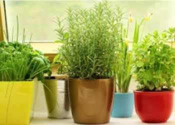 Προσελκύσετε χρήματα στο σπίτι σας τοποθετώντας αυτό το φυτό στη δεξιά πλευρά της εισόδου