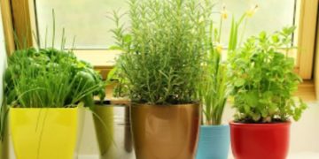 Προσελκύσετε χρήματα στο σπίτι σας τοποθετώντας αυτό το φυτό στη δεξιά πλευρά της εισόδου