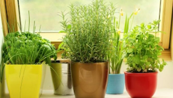 Προσελκύσετε χρήματα στο σπίτι σας τοποθετώντας αυτό το φυτό στη δεξιά πλευρά της εισόδου