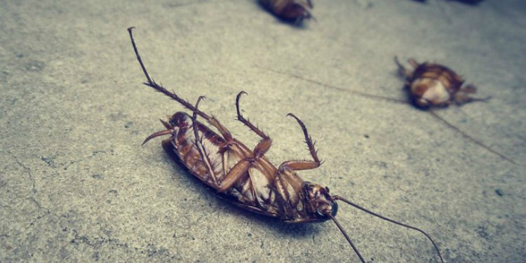 Alldaynews.gr Κατσαρίδες μπαίνουν στα αυτιά ανθρώπων όταν κοιμούνται – Το εφιαλτικό, αλλά αληθινό φαινόμενο