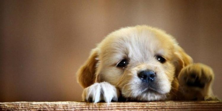 Alldaynews.gr Τι μυαλά υπάρχουν… 43χρονη πέταξε κουτάβι από τον 7ο όροφο πολυκατοικίας στη Θεσσαλονίκη