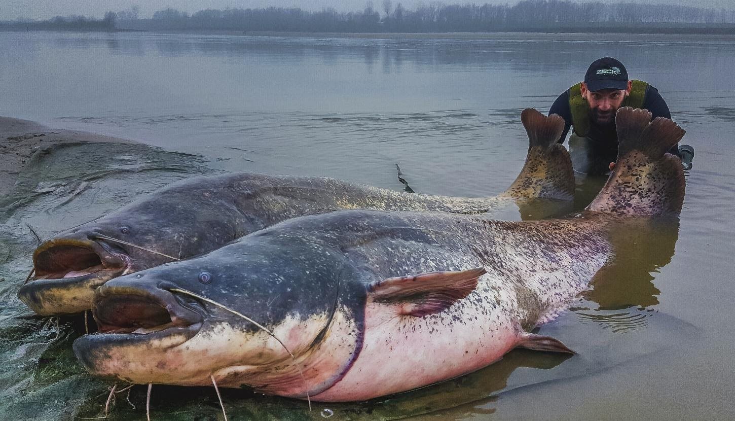 Самая большая рыба в калининградской области. Большой сом. Самый большой выловленный сом в мире.