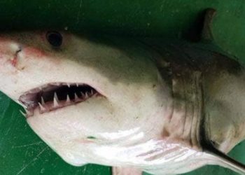 Λευκός καρχαρίας στο Αιγαίο – Πιάστηκε στα δίχτυα ψαράδων!