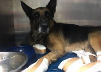 Δεν θέλει πίσω το σκύλο του που διασώθηκε από τη φωτιά στο Μάτι – Λέει ότι έχει καμένες πατούσες