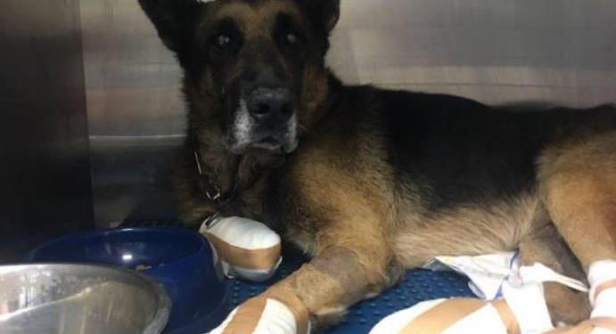 Alldaynews.gr Δεν θέλει πίσω το σκύλο του που διασώθηκε από τη φωτιά στο Μάτι – Λέει ότι έχει καμένες πατούσες