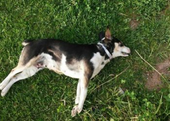 Προσοχή: Φόλες μέσα σε μπισκότο δίπλα σε πλατεία με παιδιά