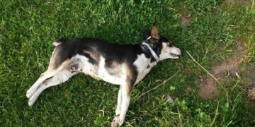 Προσοχή: Φόλες μέσα σε μπισκότο δίπλα σε πλατεία με παιδιά