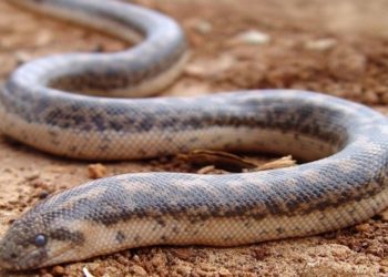 Κύπρος: Φίδι δάγκωσε μαθητή στο προαύλιο του σχολείου