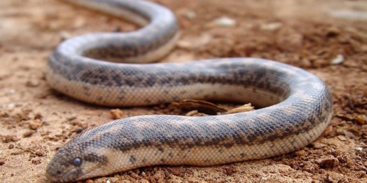 Alldaynews.gr Κύπρος: Φίδι δάγκωσε μαθητή στο προαύλιο του σχολείου