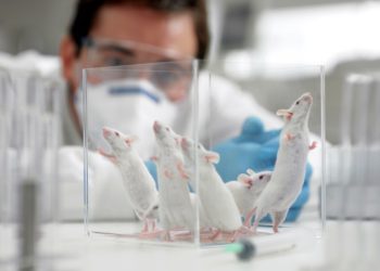 Η ακτινοβολία κινητών προκάλεσε καρκίνο σε πειραματόζωα