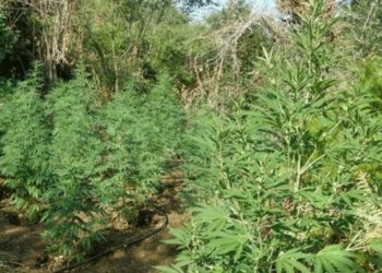 Πήγαν να συλλάβουν ύποπτο εμπρησμού και τον βρήκαν να καλλιεργεί χασίς! Όρμησαν με σιδερολοστούς και ξέφυγε…