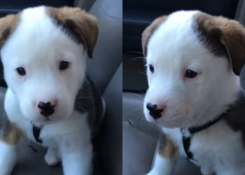 Θα το λατρέψετε: Κουτάβι έχει λόξυγγα και δεν έχει την παραμικρή ιδέα τι του συμβαίνει [video]