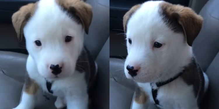 Θα το λατρέψετε: Κουτάβι έχει λόξυγγα και δεν έχει την παραμικρή ιδέα τι του συμβαίνει [video]