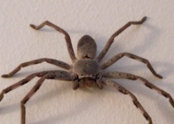 Οι αστυνομικοί νόμιζαν ότι έσφαζε το παιδί του αλλά αυτός… κυνηγούσε μια αράχνη!