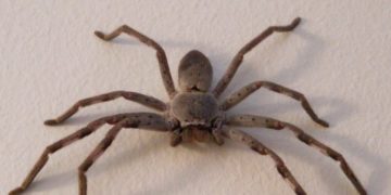 Alldaynews.gr Οι αστυνομικοί νόμιζαν ότι έσφαζε το παιδί του αλλά αυτός… κυνηγούσε μια αράχνη!