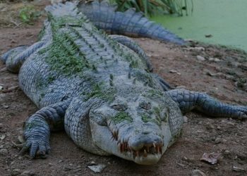 ΠΡΟΣΟΧΗ: ΣΚΛΗΡΕΣ ΕΙΚΟΝΕΣ – Κροκόδειλος πέντε μέτρων κατασπάραξε επιστήμονα ενώ τον τάιζε