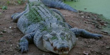 Alldaynews.gr ΠΡΟΣΟΧΗ: ΣΚΛΗΡΕΣ ΕΙΚΟΝΕΣ – Κροκόδειλος πέντε μέτρων κατασπάραξε επιστήμονα ενώ τον τάιζε
