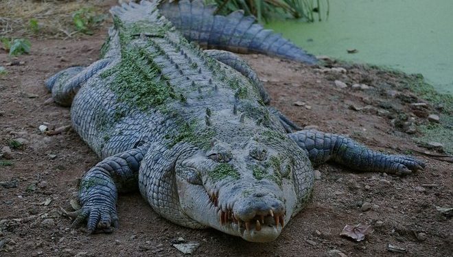 Alldaynews.gr ΠΡΟΣΟΧΗ: ΣΚΛΗΡΕΣ ΕΙΚΟΝΕΣ – Κροκόδειλος πέντε μέτρων κατασπάραξε επιστήμονα ενώ τον τάιζε