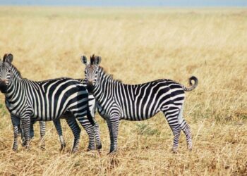Ανακάλυψη: H απίθανη εξήγηση για τις ραβδώσεις που έχουν οι ζέβρες στο σώμα τους