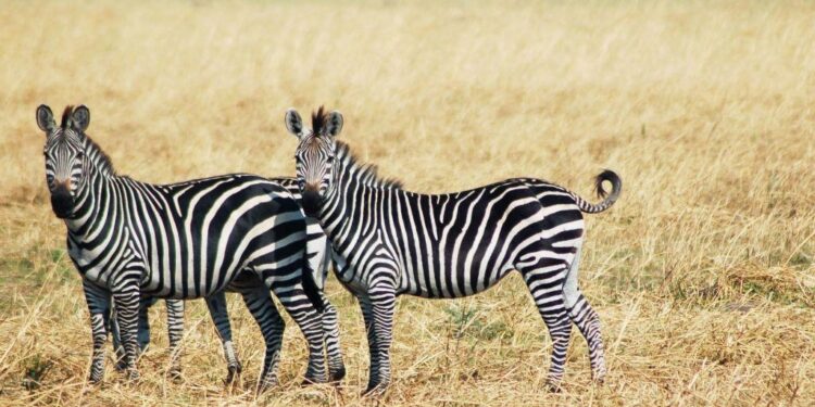 Alldaynews.gr Ανακάλυψη: H απίθανη εξήγηση για τις ραβδώσεις που έχουν οι ζέβρες στο σώμα τους