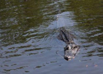 Μακάβριο: Κροκόδειλος αναδύεται στην επιφάνεια με ένα ανθρώπινο πόδι στο στόμα! (Video)