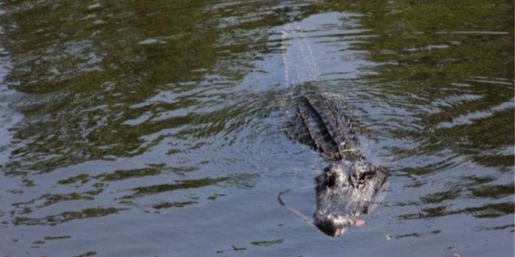 Μακάβριο: Κροκόδειλος αναδύεται στην επιφάνεια με ένα ανθρώπινο πόδι στο στόμα! (Video)