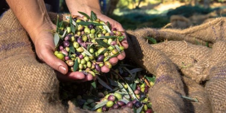 Alldaynews.gr Ποιος είναι ο Έλληνας ελαιοπαραγωγός που έχει πάρει 100 βραβεία;