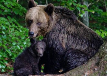 Σώθηκε από τα δόντια της αρκούδας όταν άκουσε την συμβουλή της φίλης που τον φώναζε (pics)