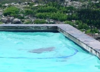 Νόμιζε ότι αγόρασε πισίνα για τον κήπο της και τελικά έπαθε την πλάκα της ζωής της (pics)