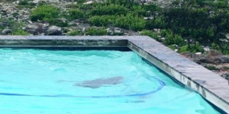 Νόμιζε ότι αγόρασε πισίνα για τον κήπο της και τελικά έπαθε την πλάκα της ζωής της (pics)