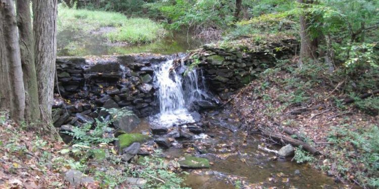 Alldaynews.gr δάσος dasos forest