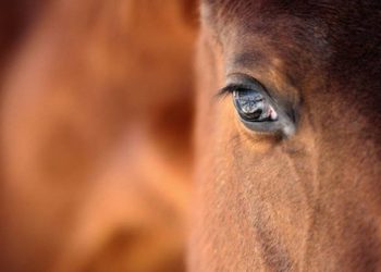 Η απίστευτη δικαιολογία ενός άνδρα που «το έκανε» με άλογο – H κίνηση του ζώου που έκανε τον άνδρα να τη θεωρήσει «συναίνεση»