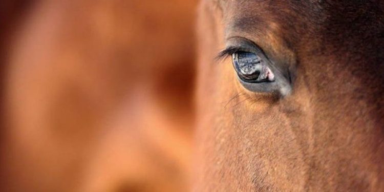 Alldaynews.gr Η απίστευτη δικαιολογία ενός άνδρα που «το έκανε» με άλογο – H κίνηση του ζώου που έκανε τον άνδρα να τη θεωρήσει «συναίνεση»