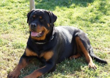 Νέο περιστατικό: Σκύλος επιτέθηκε και τραυμάτισε 2χρονο κοριτσάκι στην Πέλλα