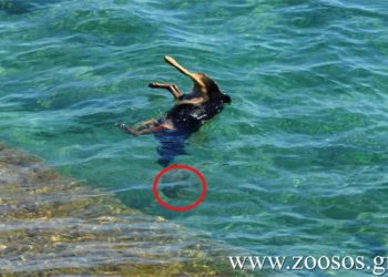 Φρίκη στο Βόλο: Έδεσε στο κορμί σκύλου πέτρα και το έριξε στη θάλασσα!