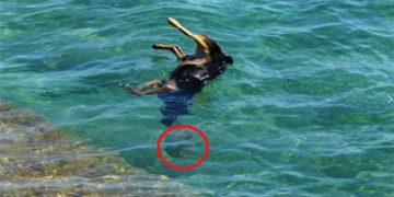 Alldaynews.gr Φρίκη στο Βόλο: Έδεσε στο κορμί σκύλου πέτρα και το έριξε στη θάλασσα!